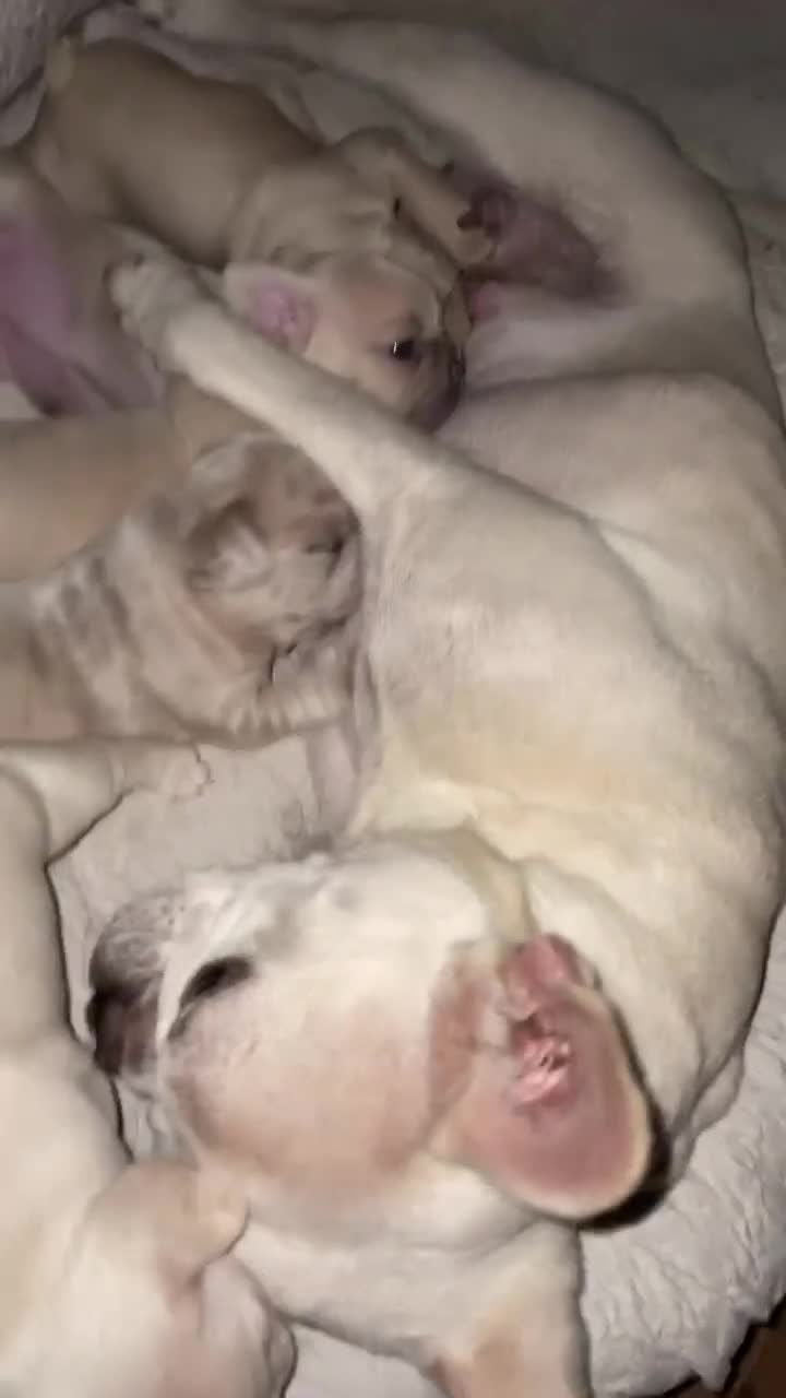 French Bulldog dogs for sale:  French Bulldog Puppies – Beautiful, Rare Colours - Video 1