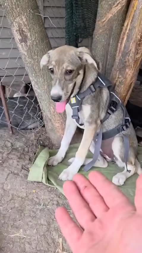 Mixed Breed dogs for adoption: ROXANA - a Sweet & young Girl - for a Loving Home - Video 1