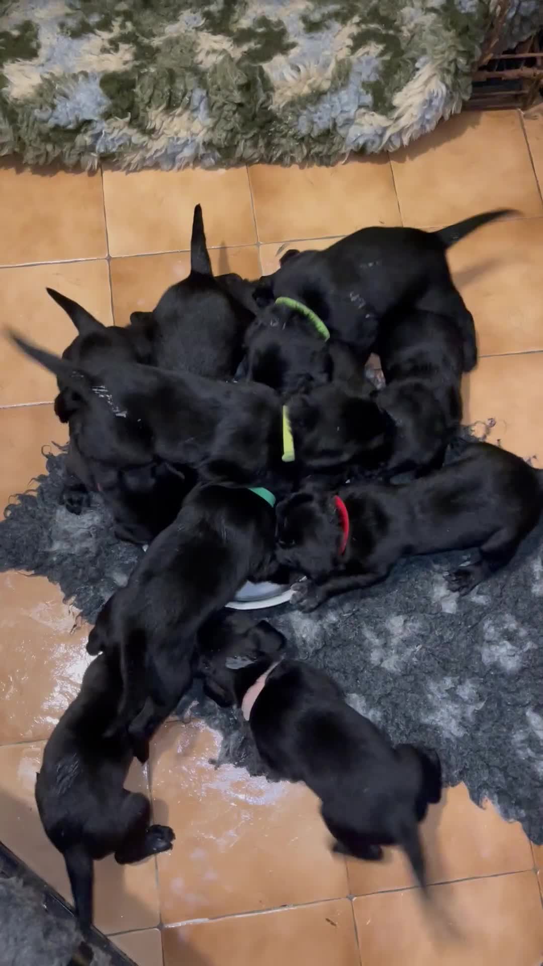 Labrador Retriever dogs for sale: REDUCED Beautiful black KC Labrador pups in Saltburn-by-the-Sea - Video 1
