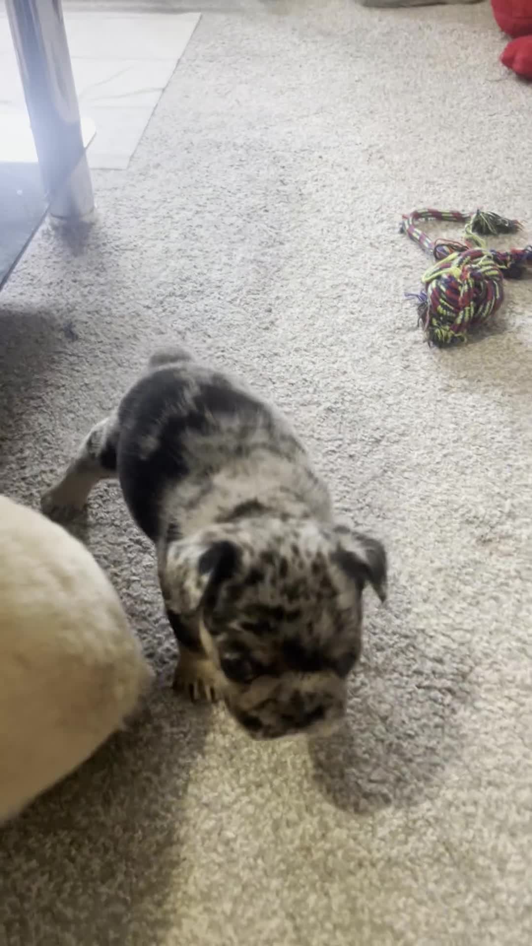 French Bulldog dogs for sale: Fluffy French bulldogs.  - Video 3