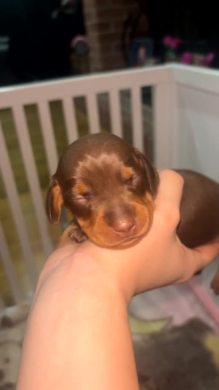 Miniature Dachshund dogs for sale: Beautiful Miniature Dachshunds Puppies🐾❤️ in Mansfield - Video 3
