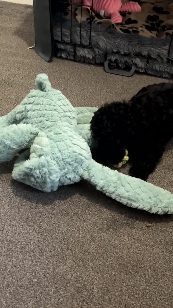 Cockapoo dogs for sale: FB1 Cockapoo  - Video 2