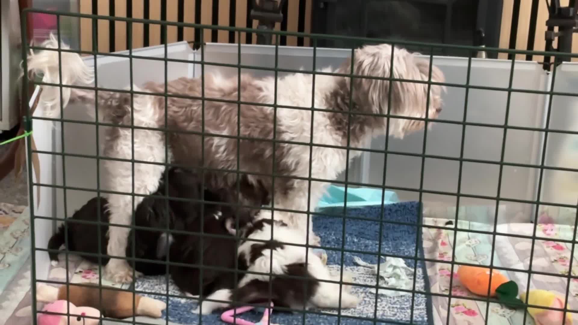 Mixed Breed dogs for sale: Lhasa Apso x Chihuahua x babies - Video 1