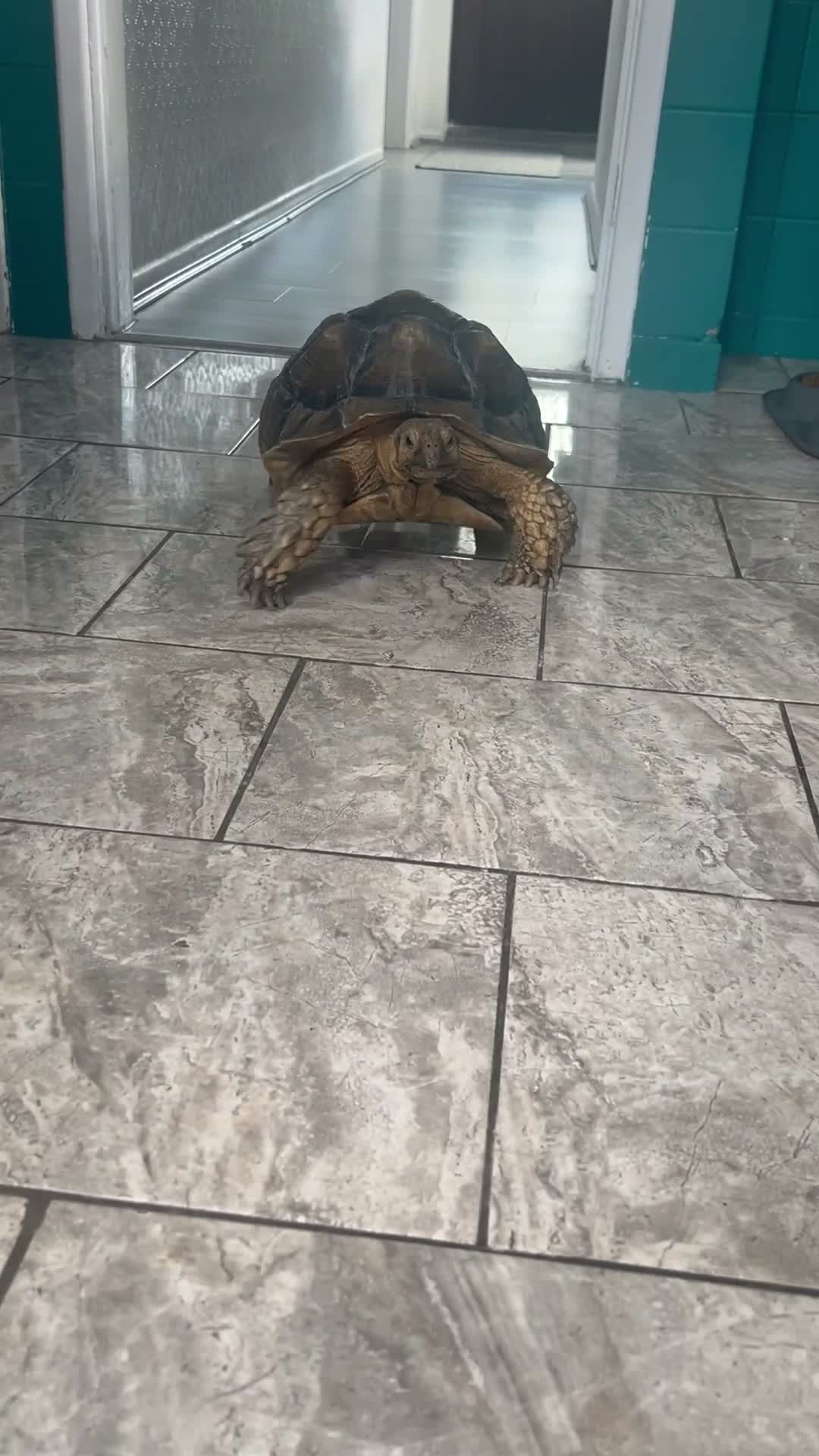 Tortoise reptiles for sale: Two large tortoises 🐢  - Video 1