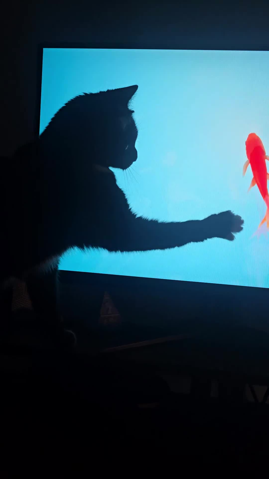 Bombay cats for sale: Beautiful female cat for rehoming  - Video 2