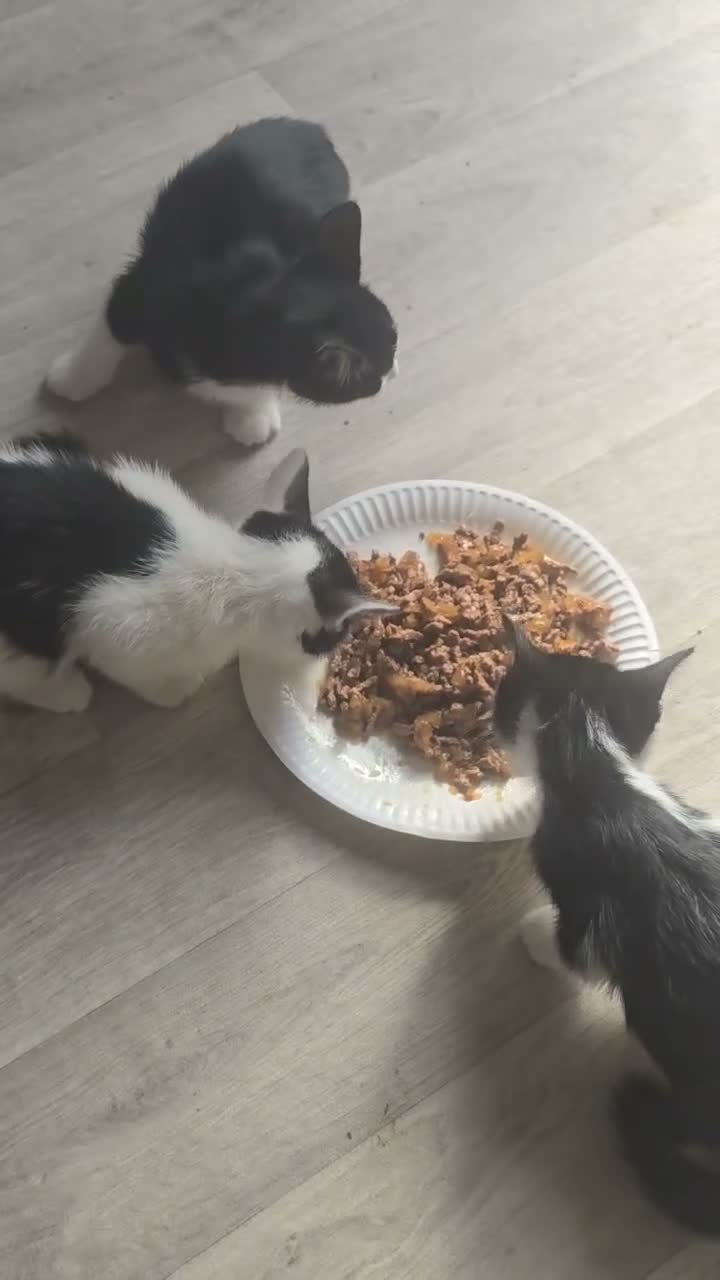 Mixed Breed cats for sale: 2 black and white kittens - Video 1