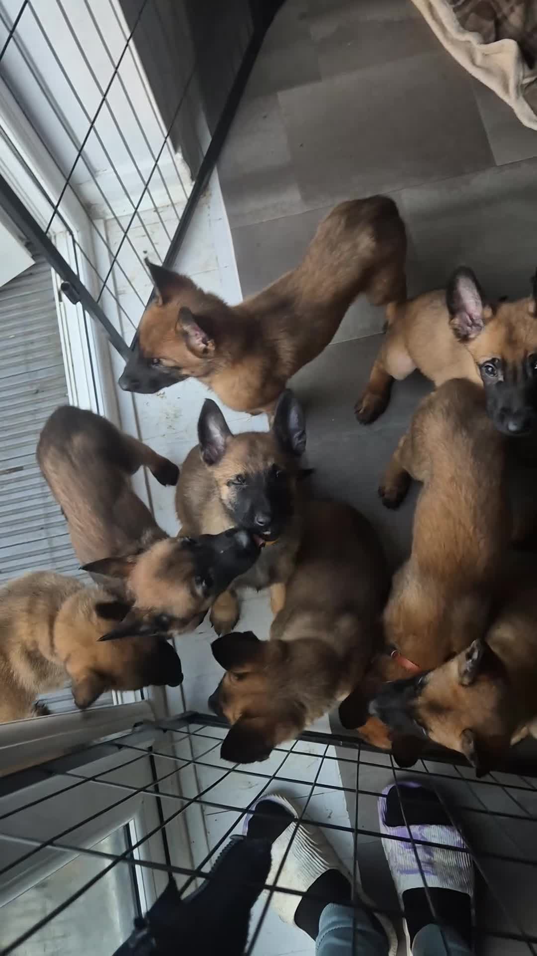 Belgian Shepherd Dog dogs for sale: x7 puppies KC Registered Belgian Malinois - Video 2