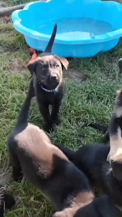 German Shepherd dogs for sale: 6 Beautiful German Shepherd Puppies (3 LEFT) - Video 5