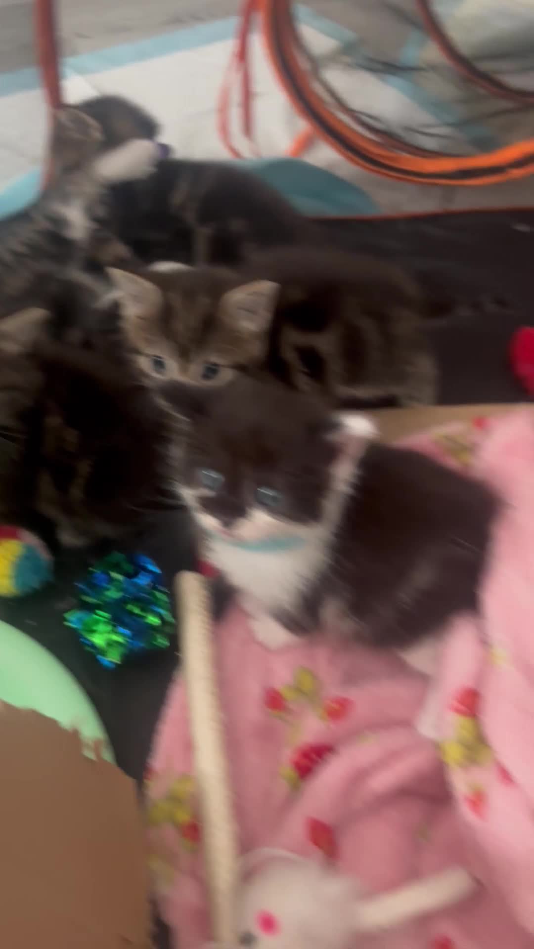 Mixed Breed cats for sale: beautiful, fluffy, tabby litter of 6 kittens - Video 1