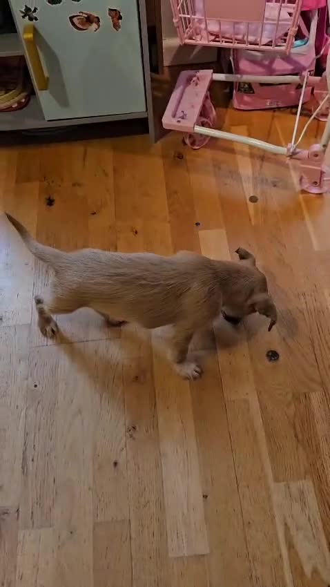 Mixed Breed dogs for sale: Chihuahua cross Jack Russell  - Video 1