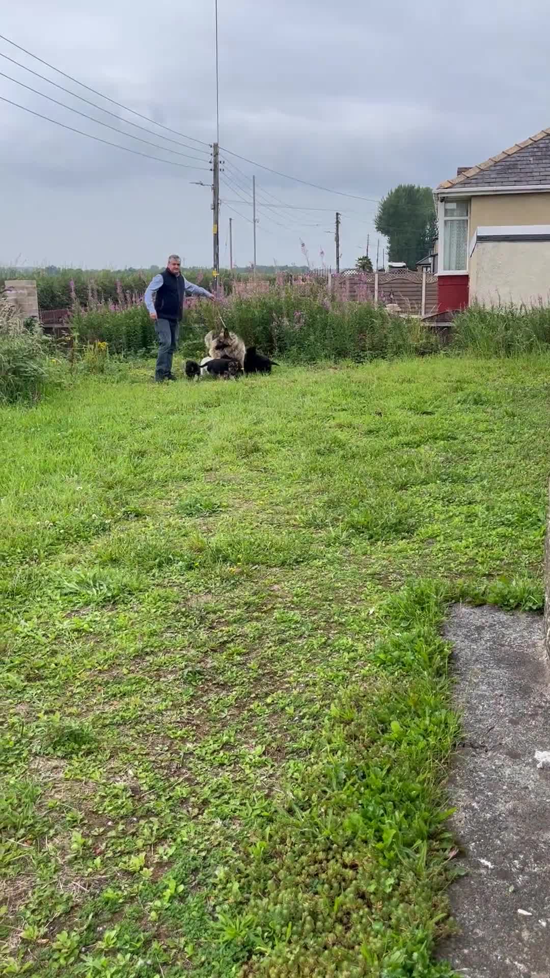 German Shepherd dogs for sale: 2 German Shepherd Bitches Ready Now - Video 2