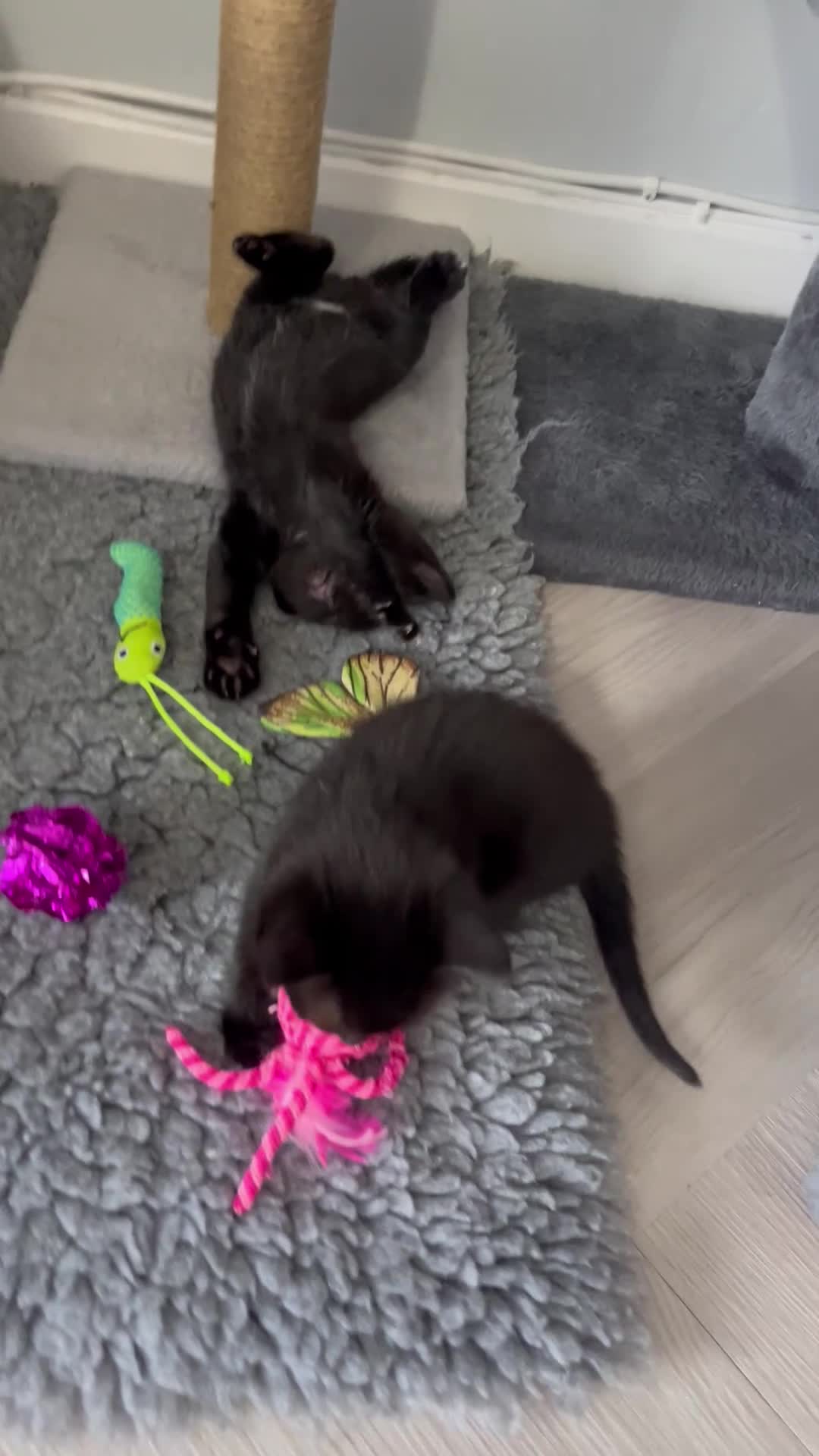 Khao Manee cats for sale: 1 white girl left! Ready now!!! Reduced! - Video 1