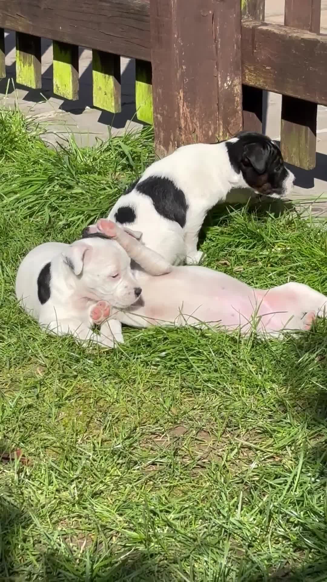 Jack Russell dogs for sale: Beautiful Jack Russell bitch pups in Birmingham - Video 3