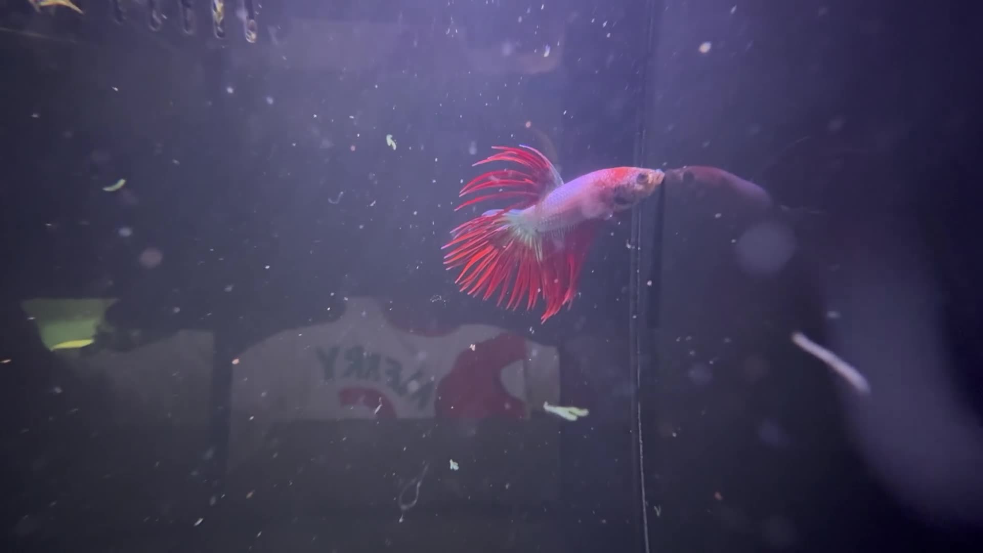 Bettas fish for sale: Various betta fish available  - Video 3