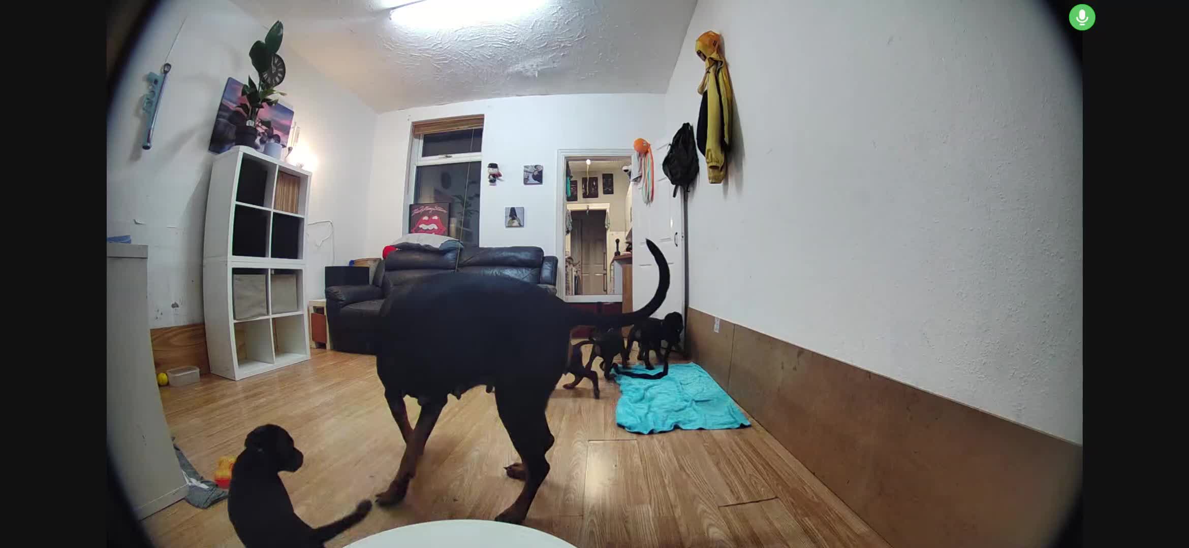 Dobermann dogs for sale: Beautiful Doberman puppies 3 boys 3 girls for sale - Video 2