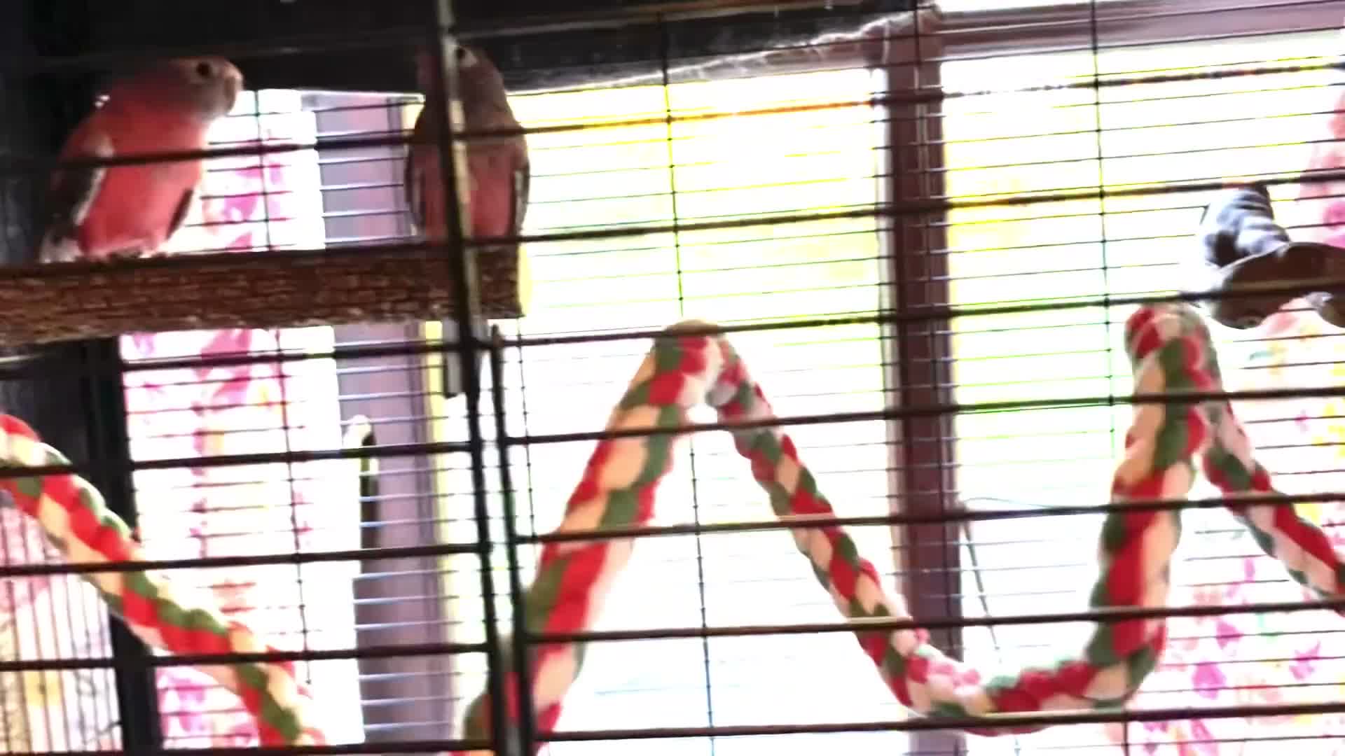 Parakeets birds for sale: Pair of Pretty Bourke Parakeets and cage - Video 1