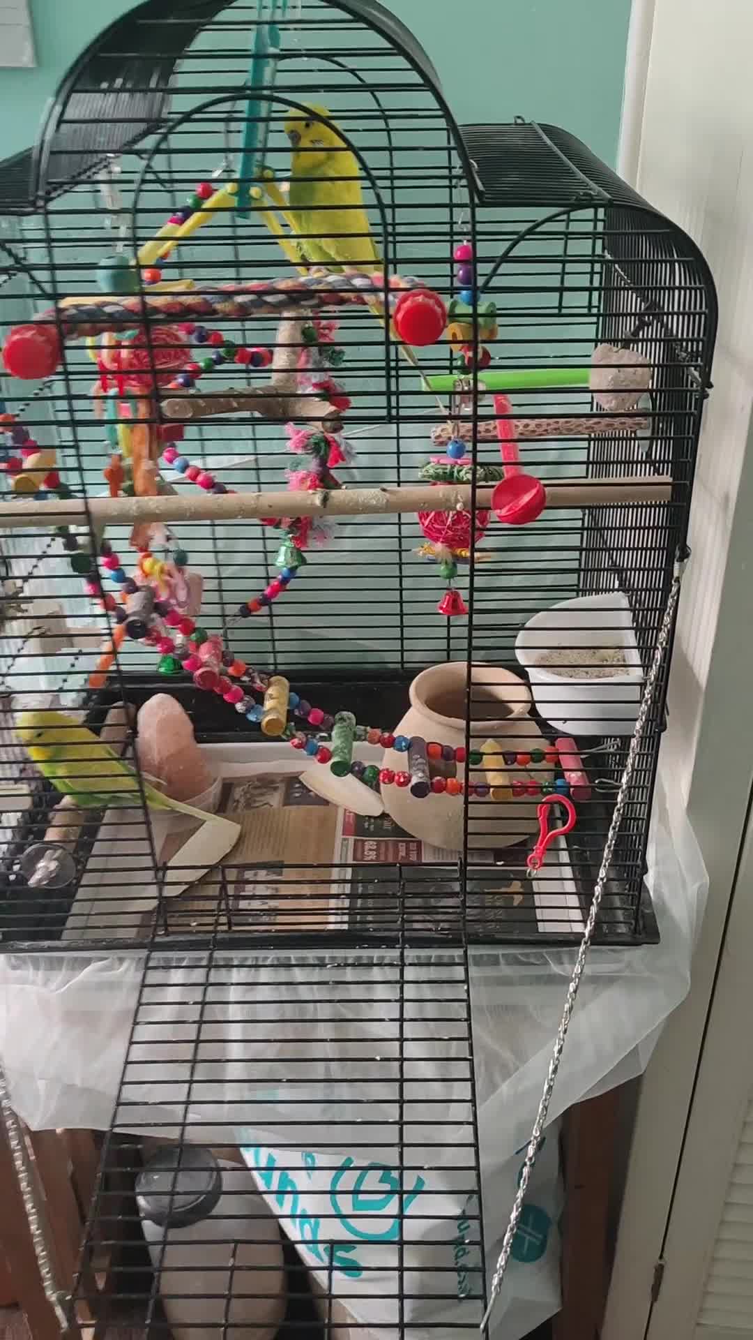 Budgerigars birds for sale: Budgies  - Video 2