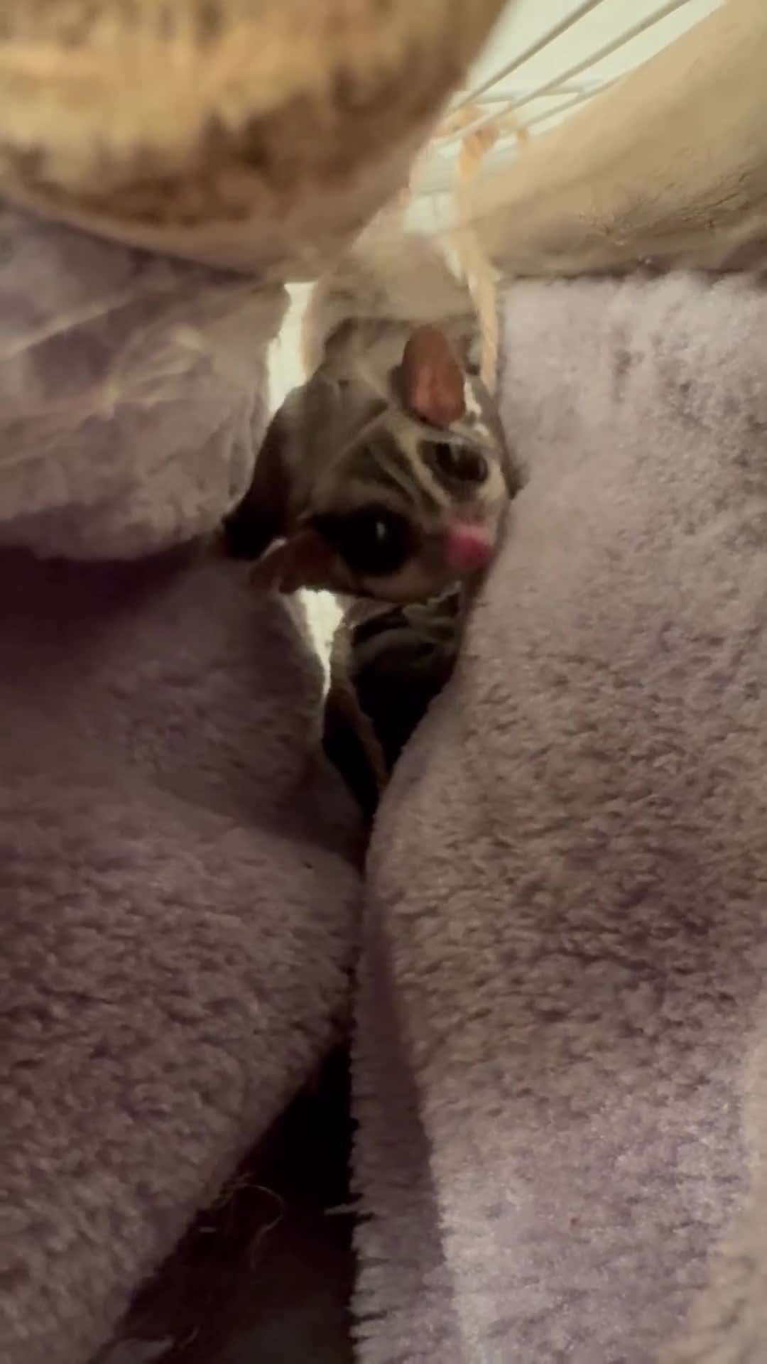 Sugar Glider rodents for sale: 2 x Pairs sugar gliders for sale  - Video 2