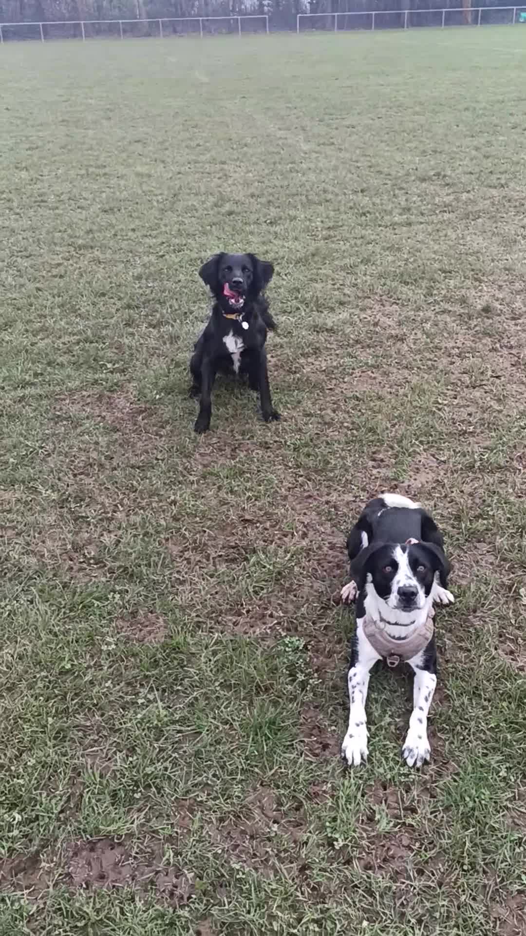 Mixed Breed dogs for sale: Poppadom Collie X Spaniel - Video 1