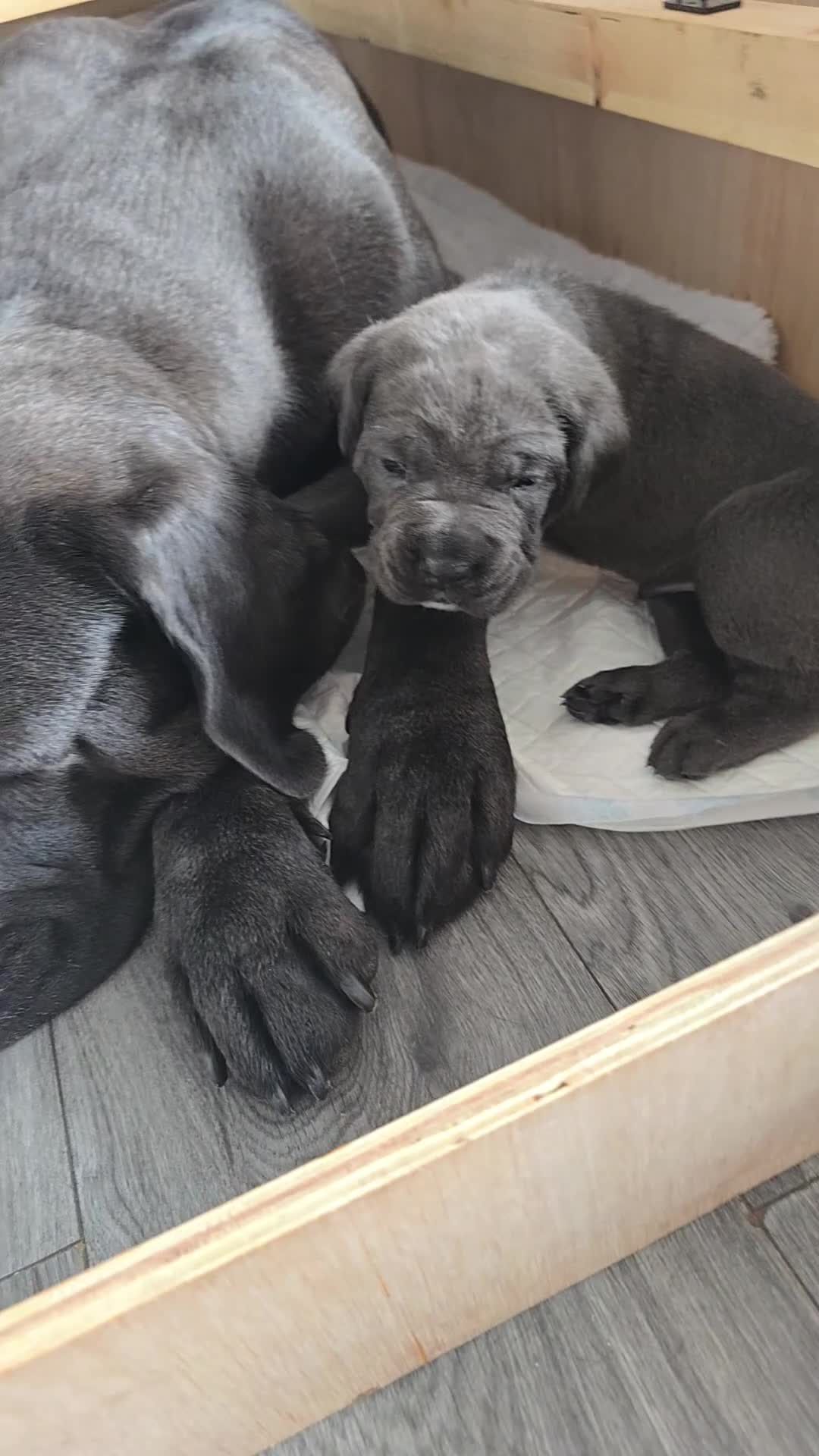 Cane Corso dogs for sale: S🐾❤️ STUNNING CANE CORSO PUPPIES–2BOYS & 2GIRLS  in Cwmbran - Video 3