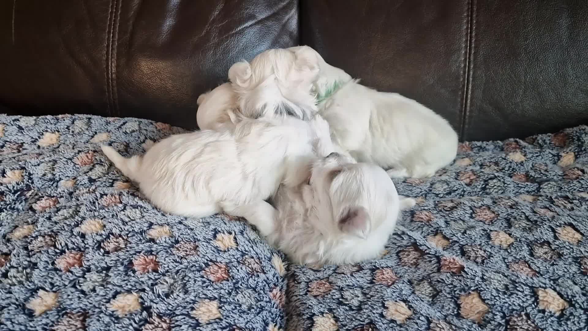Maltese dogs for sale: Miniature Korean Maltese puppies for adoption - Video 1