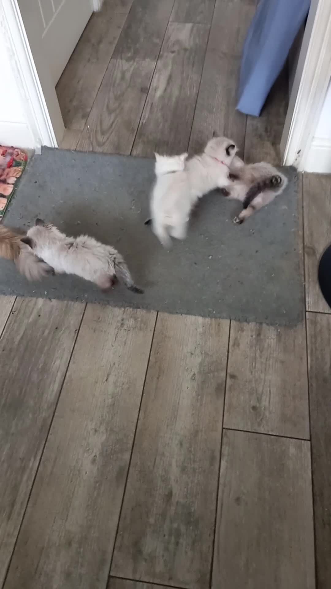 Ragdoll cats for sale: 5 ragdolls 3 blagdolls  - Video 2