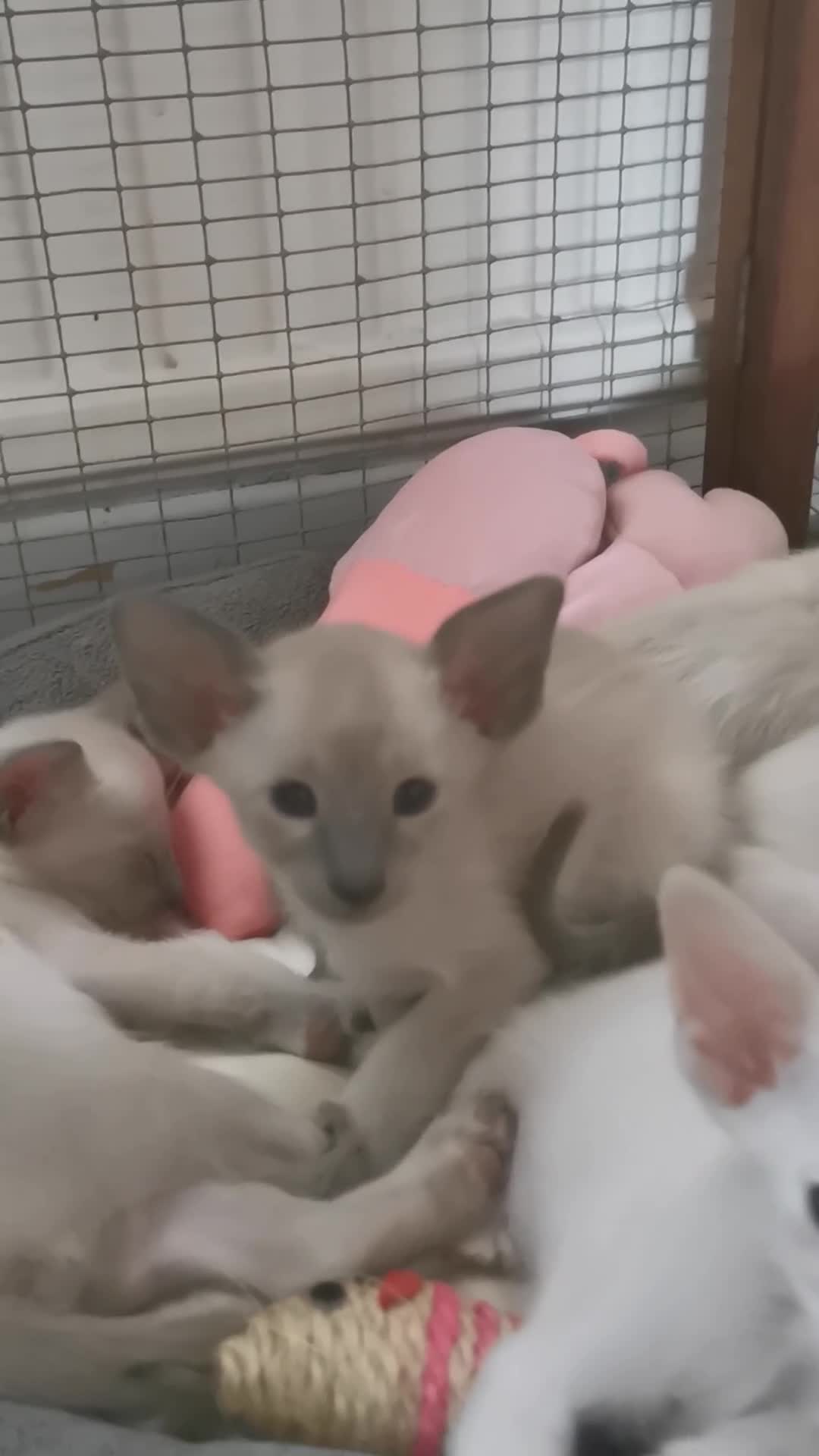 Siamese cats for sale: Siamese Kittens for sale - Video 3