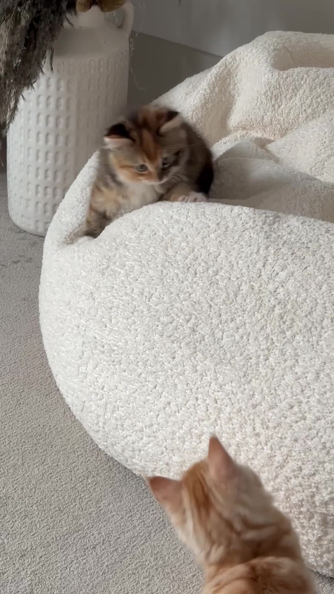 Mixed Breed cats for sale: Tortoiseshell Girl  - Video 1