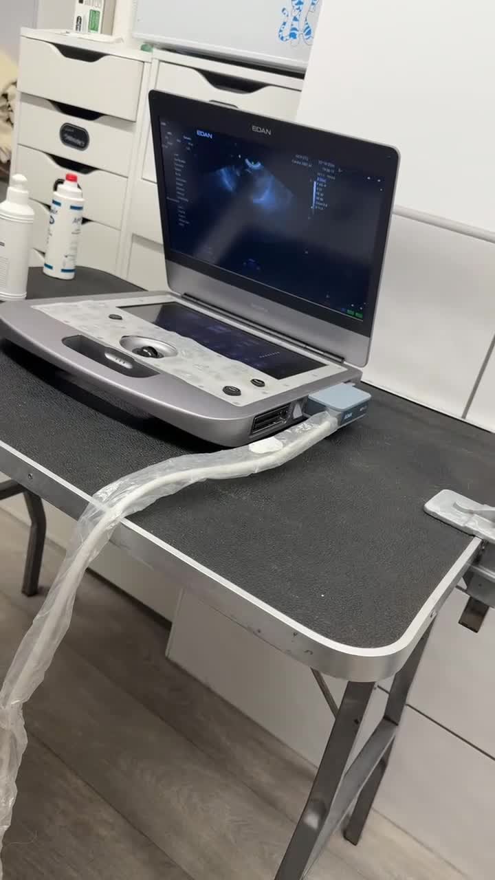 Labrador Retriever dogs for sale: Labrador JOIN OUR WAITING LIST DUE 26th MARCH - Video 1