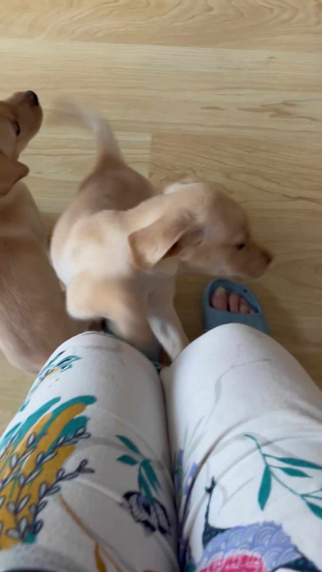 Labrador Retriever dogs for sale: Stunning Labrador pedigree puppies  - Video 1