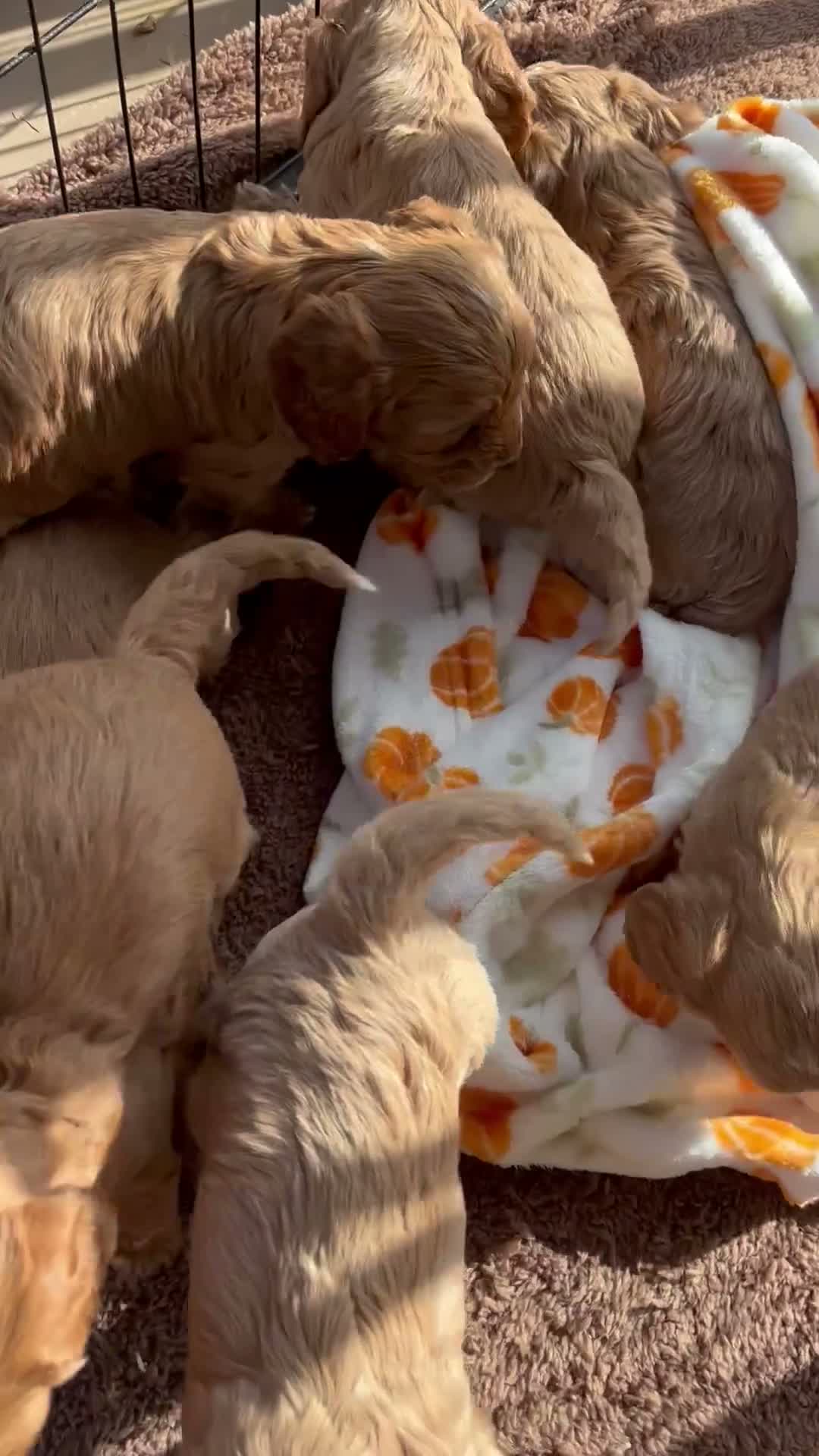 Cockapoo dogs for sale: Beautiful cockapoo puppys - Video 1