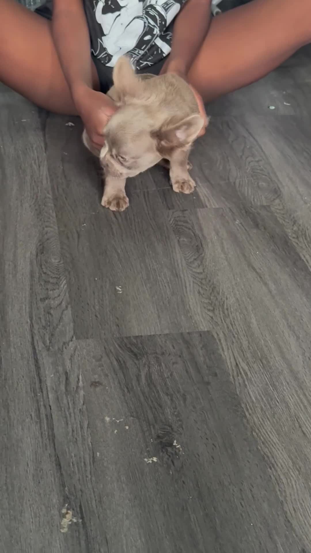 French Bulldog dogs for sale: REDUCED!! Last Fluffy frenchie Pink carriers - Video 1