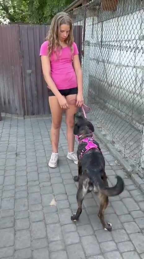 Mixed Breed dogs for adoption: ❤️BERTA❤️- GOLDEN HEART BEHIND ORDINARY LOOK - Video 2
