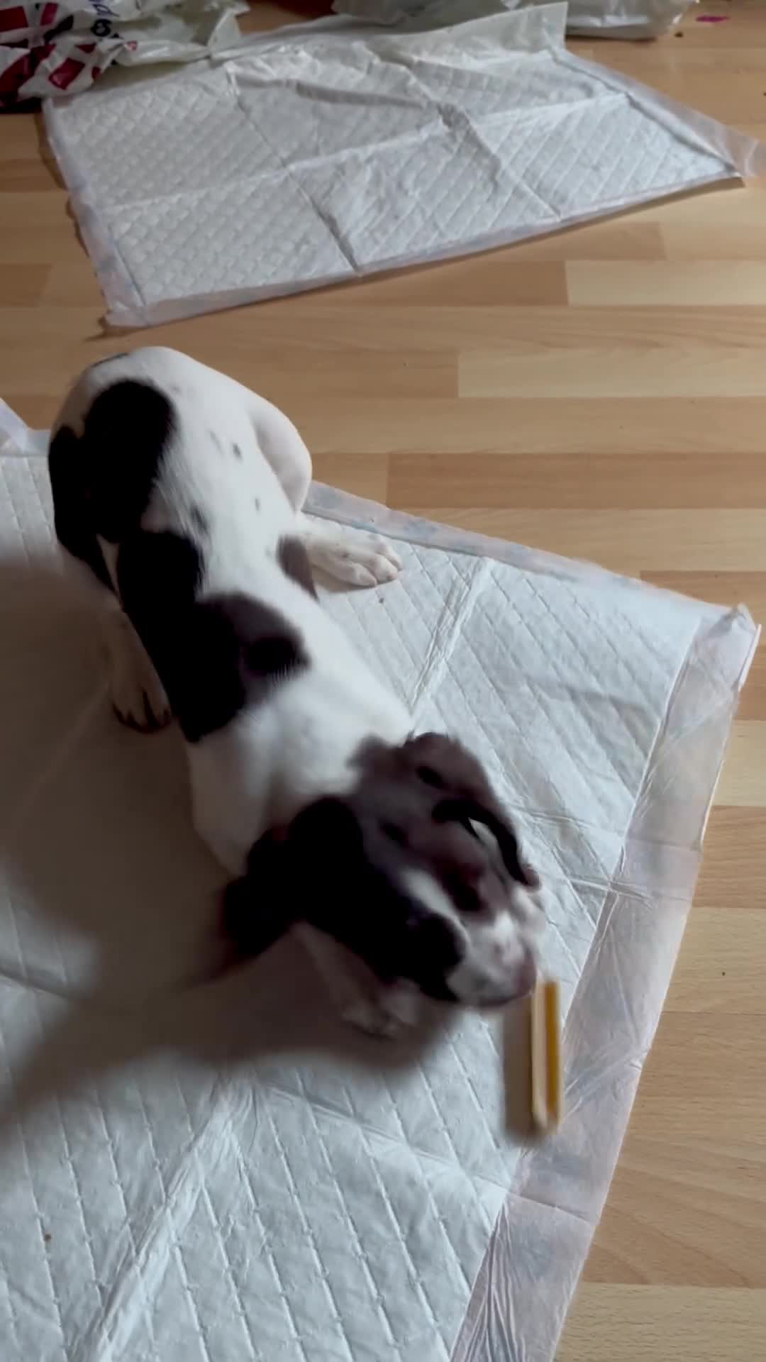 Sprocker dogs for sale: Beautiful Sprocker Girl - Video 2