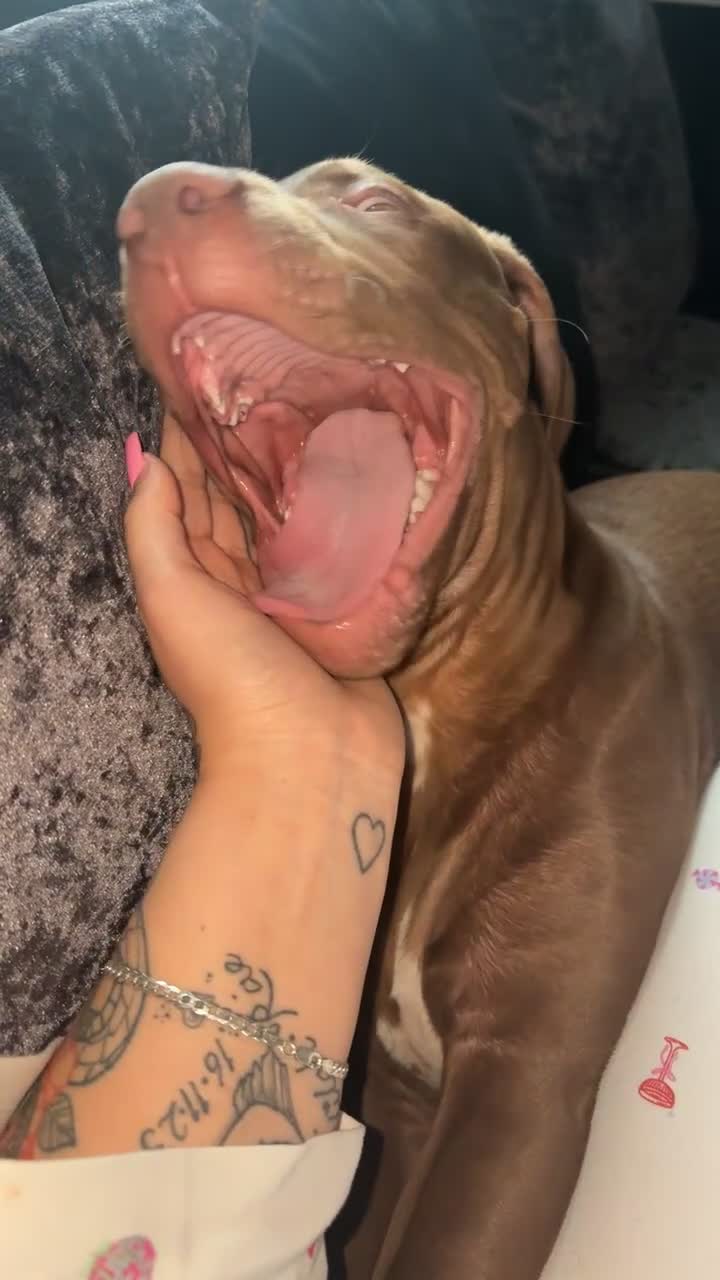 Mixed Breed dogs for sale: 5 month old beautiful boy - Video 1