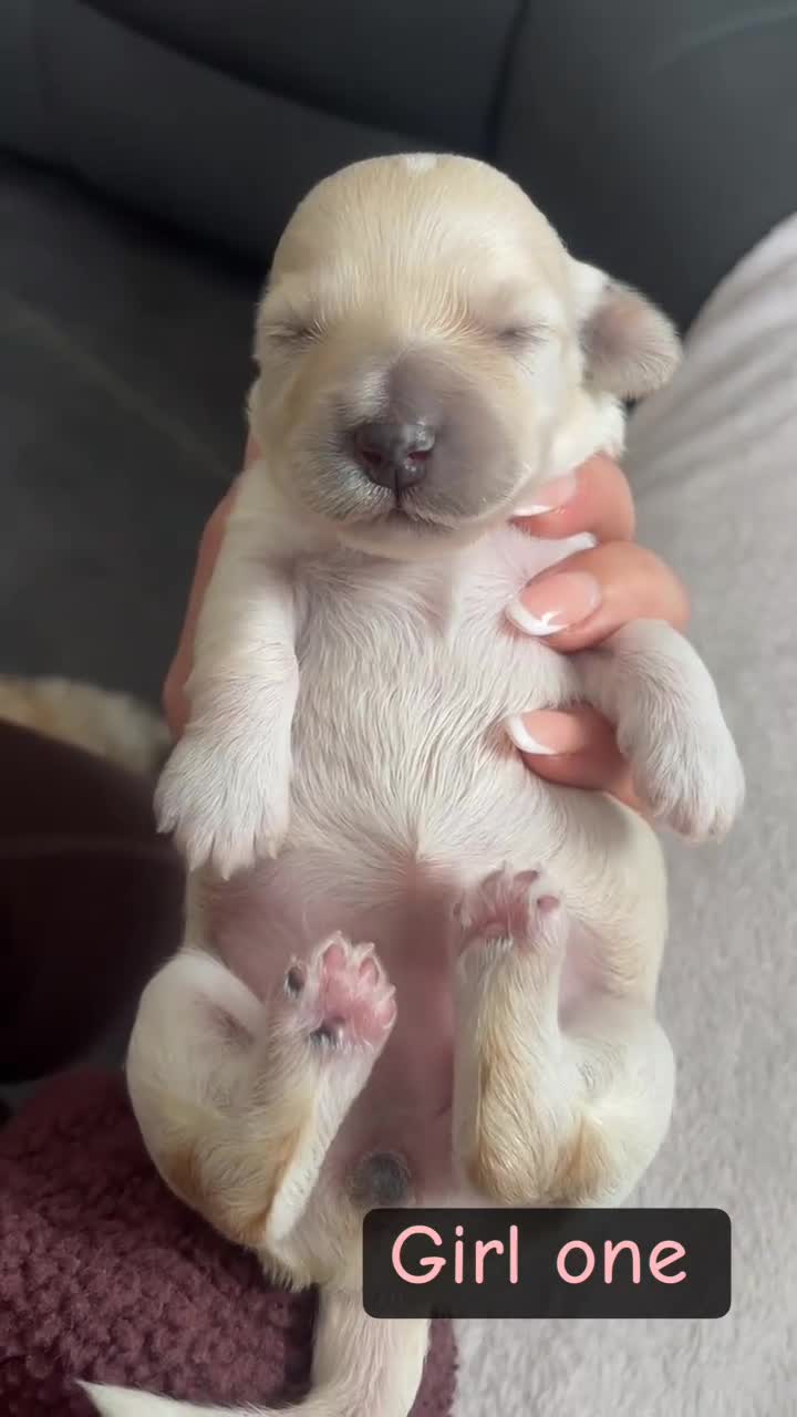 Poochon dogs for sale: ❤️ gorgeous poochons ❤️ - Video 1