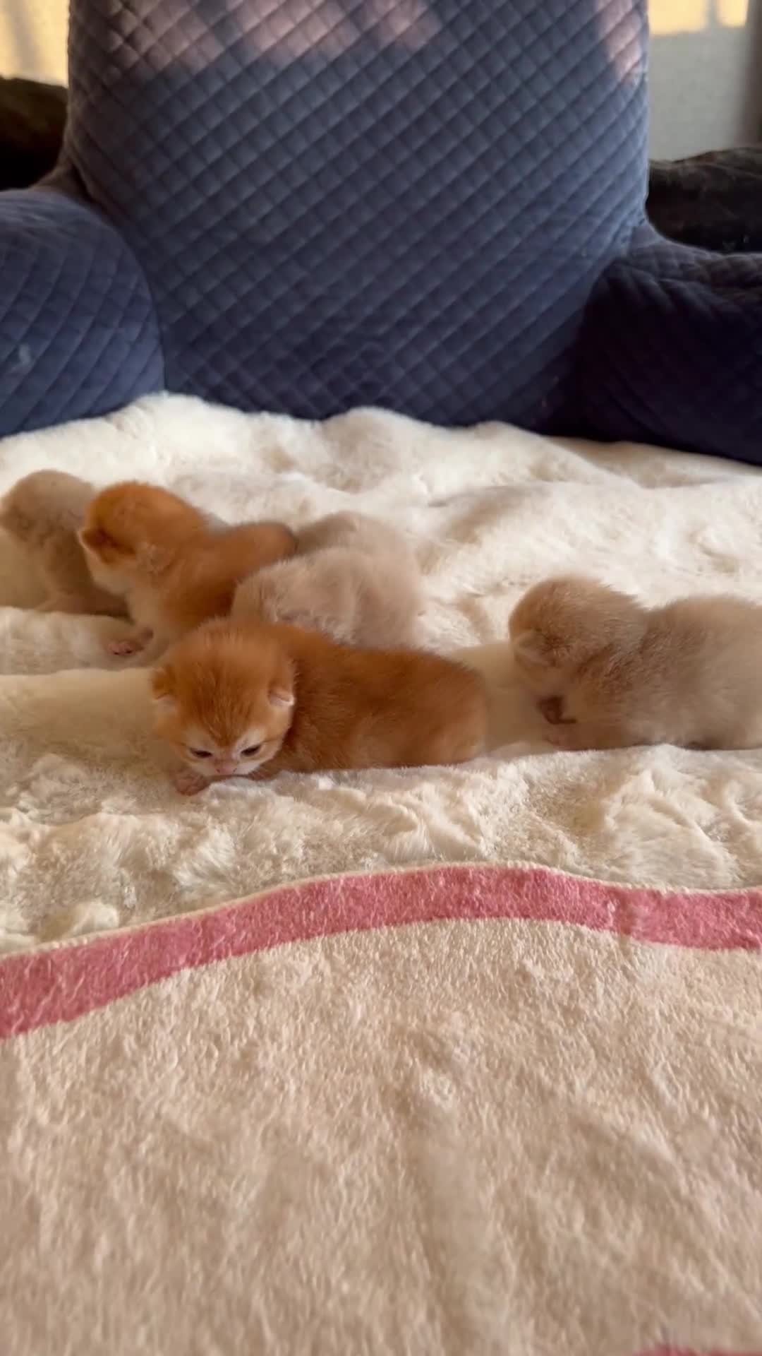 British Shorthair cats for sale: Amazing Cy12 & Ny12 British Shorthair Kittens - Video 1