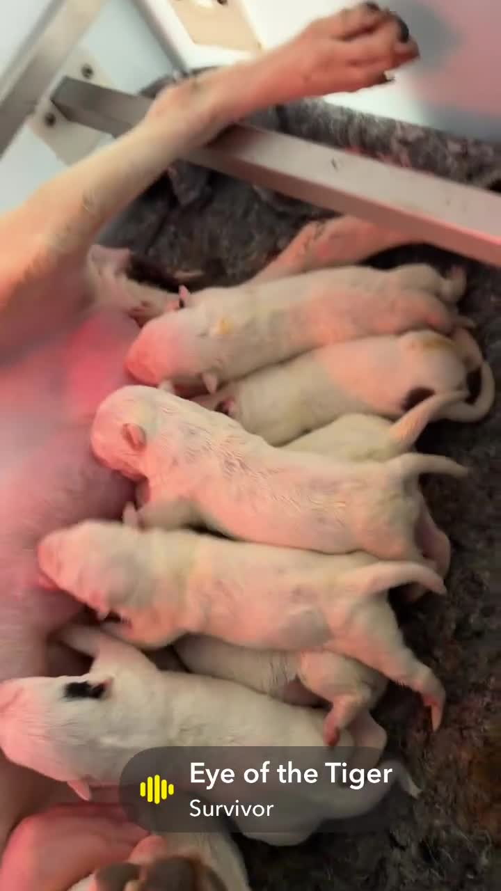 English Bull Terrier dogs for sale: KC Bull Terriers pups  in Tewkesbury - Video 1