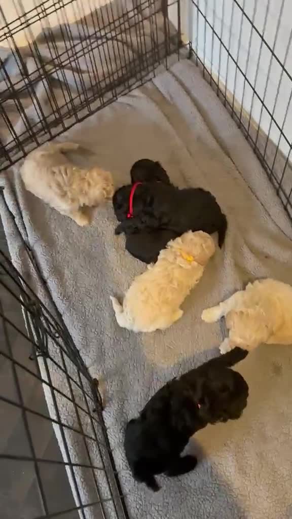Poochon dogs for sale: Miniature F1B toy poochon  - Video 1