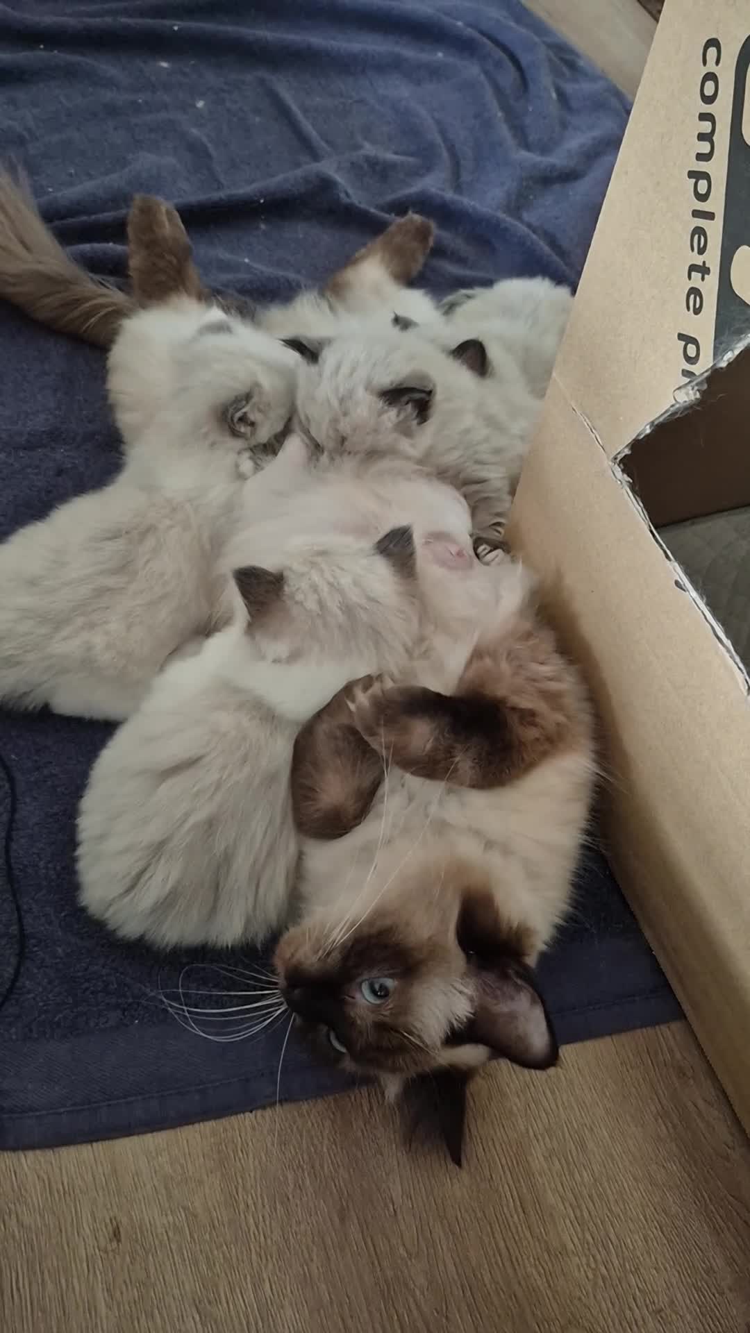 Ragdoll cats for sale: Purebreed Ragdolls - Video 2