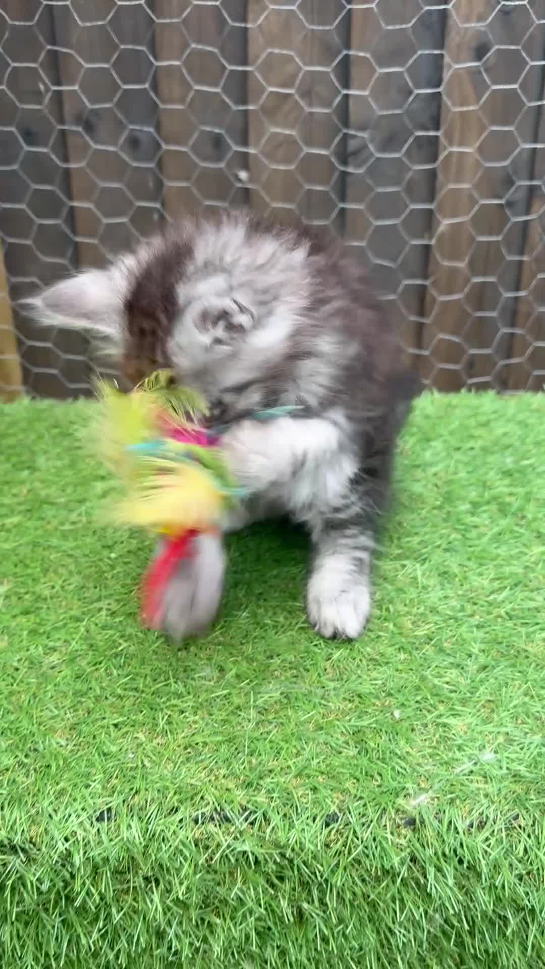 Maine Coon cats for sale: Blue smoke kittens from champion blood line - Video 1
