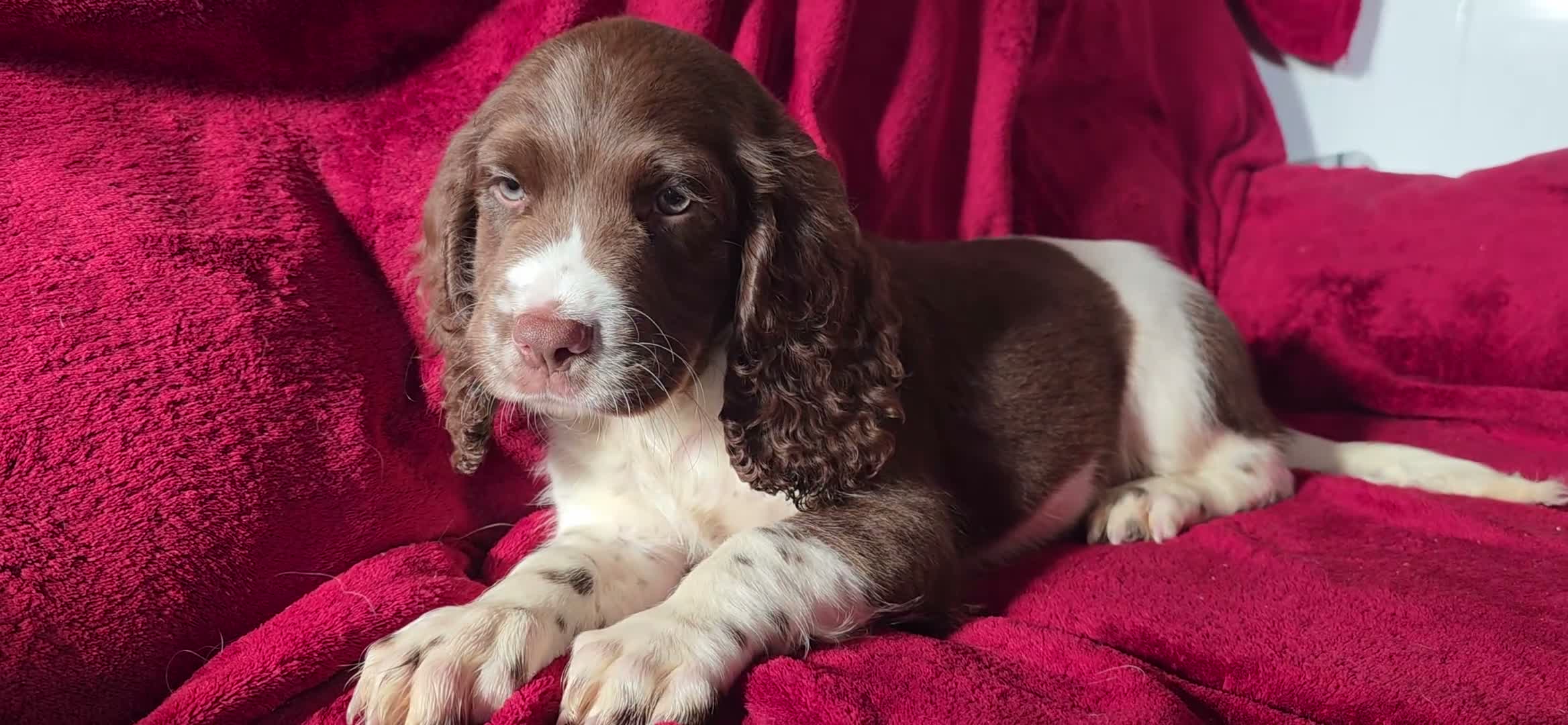 English Springer Spaniel dogs for sale: Outstanding Home Reared KC 5 ⭐️ Vetted Ready now  - Video 4