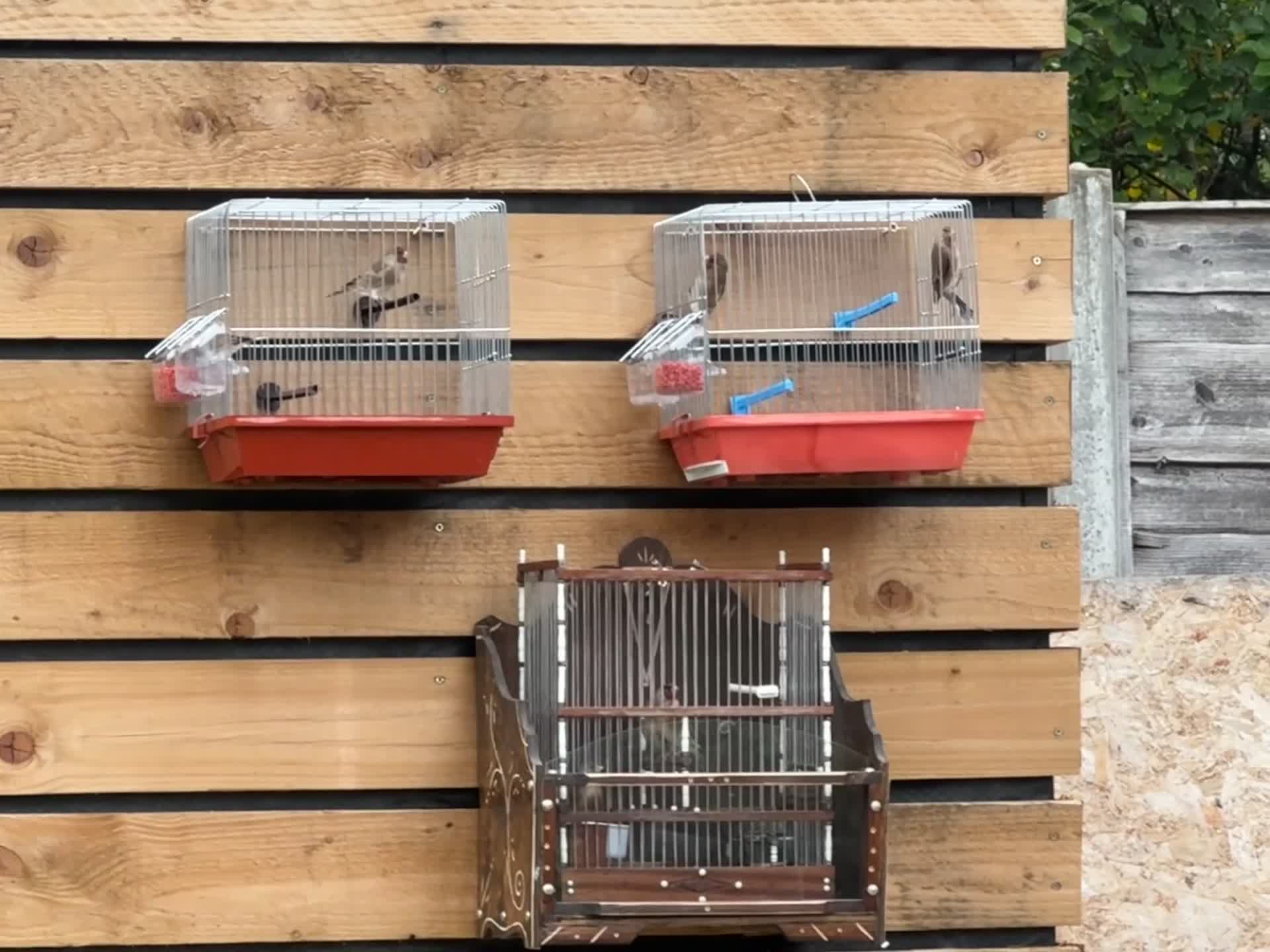 Mixed Breed birds for sale: Goldfinch mules in Manchester - Video 1