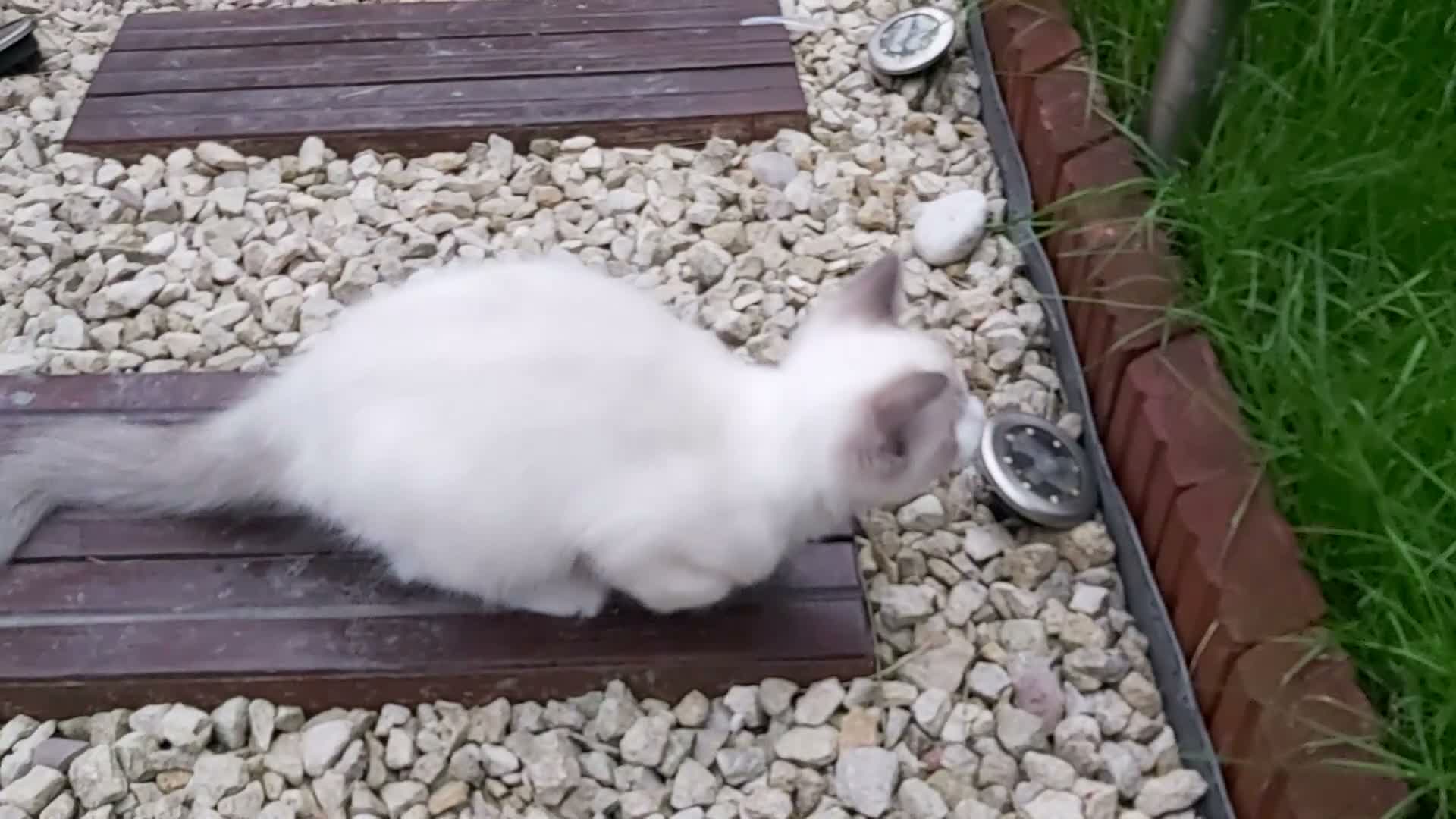 Ragdoll cats for sale: RAGDOLL BICOLOUR GIRL BLUE EYES READY NOW  - Video 1