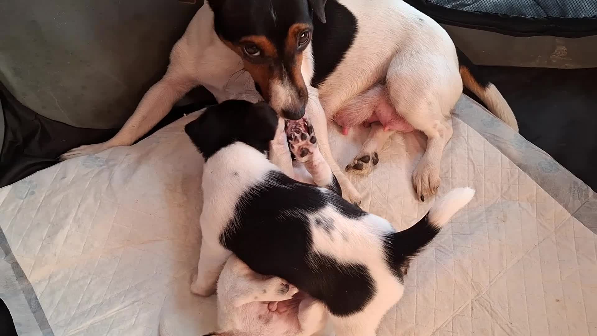 Jack Russell dogs for sale: Quality smooth coat tri coloured girl Jack Russel  - Video 2