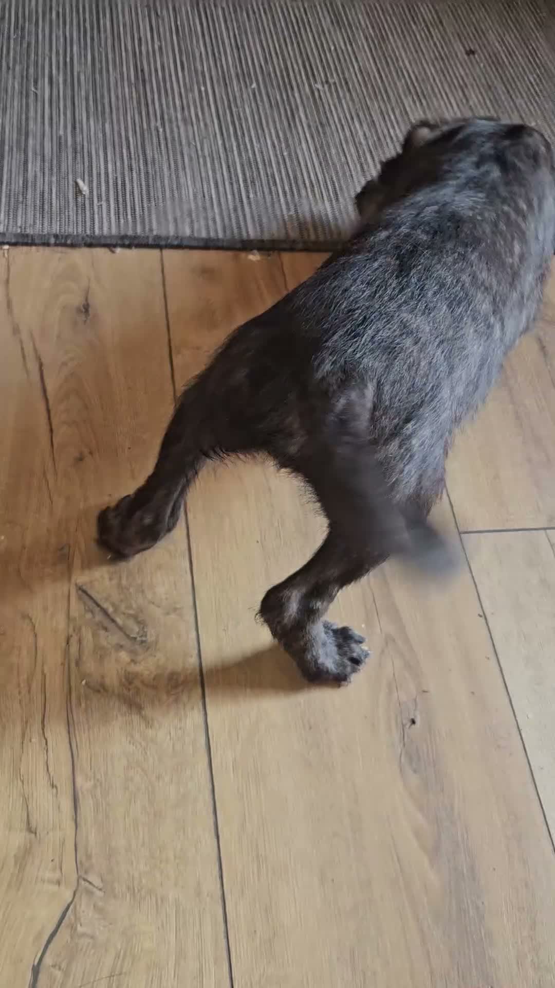 Mixed Breed dogs for sale: Bedlington whippet greyhound  - Video 3