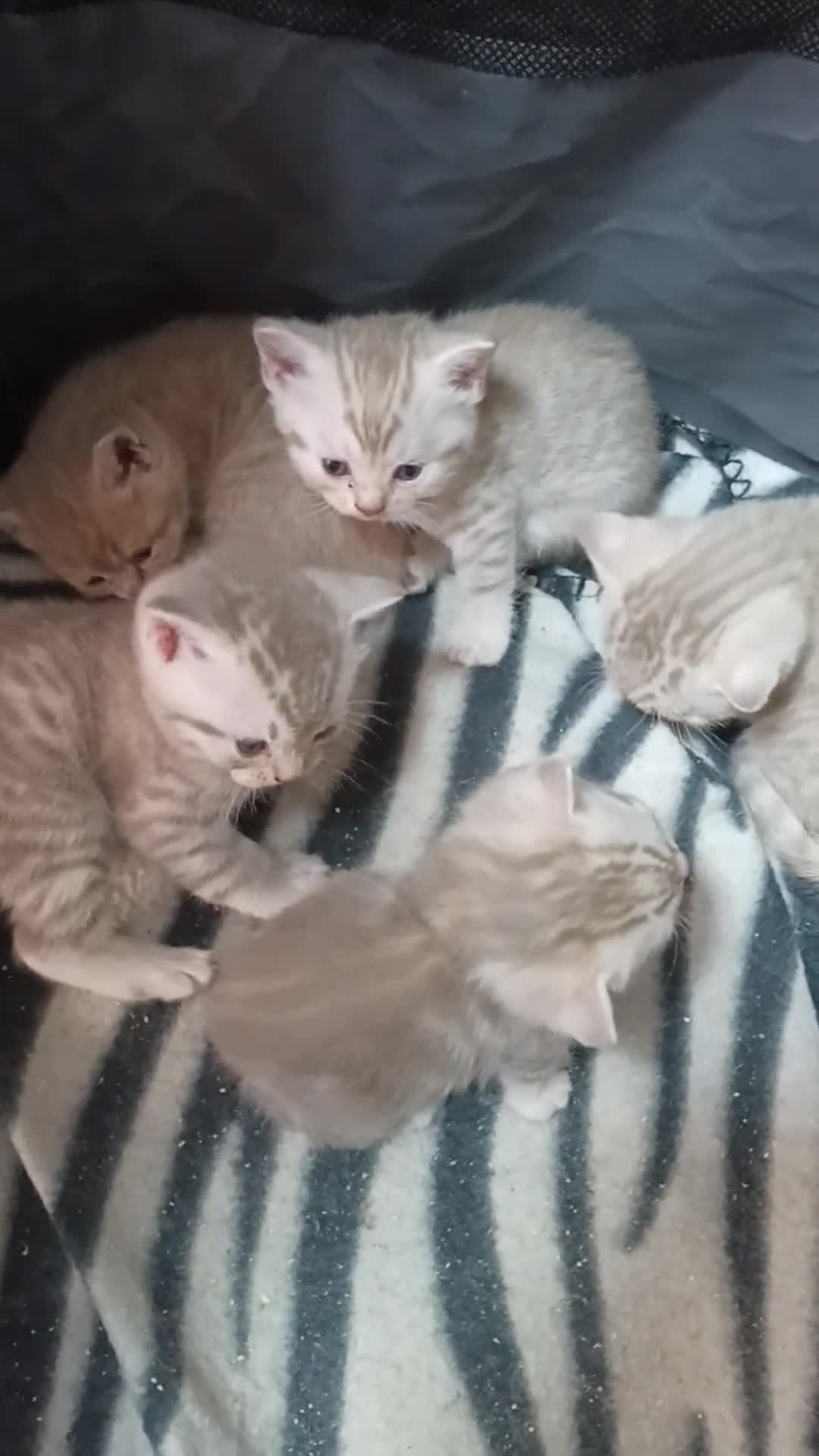 British Shorthair cats for sale: British short hair lilac kittens - Video 1