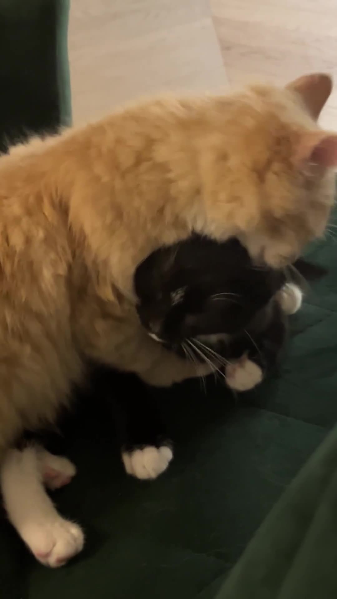 Mixed Breed cats for sale: Adorable Kittens Looking for Their Forever Homes - Video 1