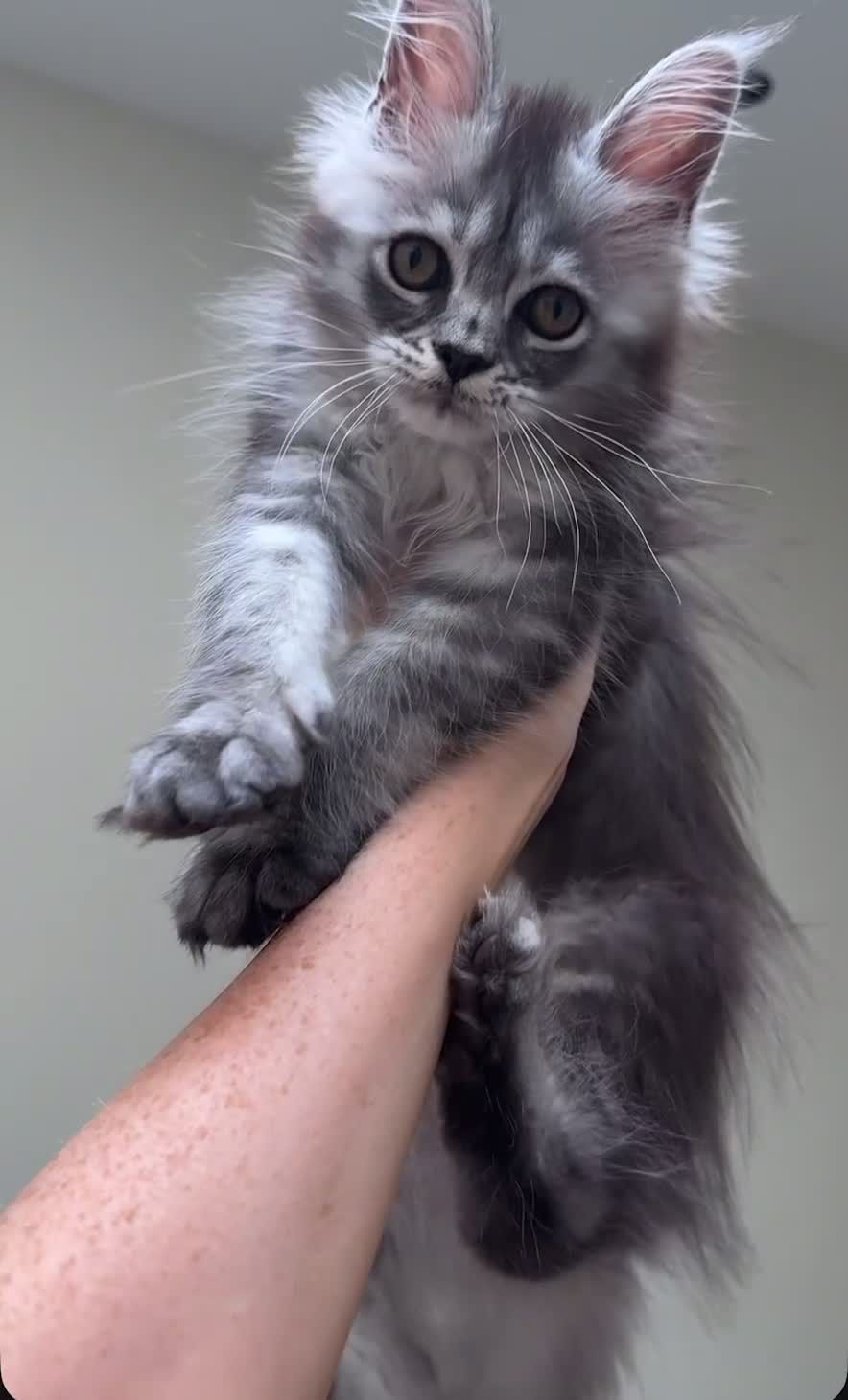 Maine Coon cats for sale: 💗RARELY AVAILABLE💗Imported Champion Bloodlines⭐️ - Video 1