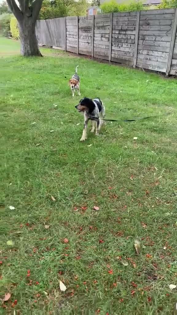 Mixed Breed dogs for adoption: Pippa - Waiting for her Special Someone in Cambridge - Video 4